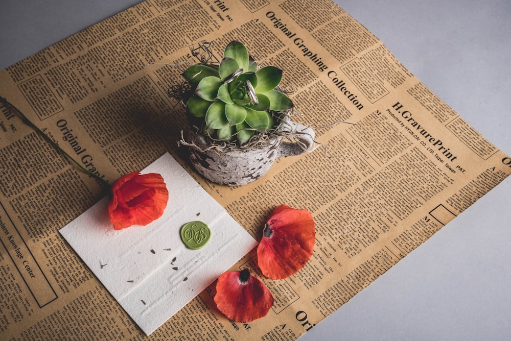 green succulent plant on newspaper