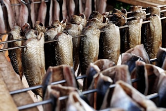 Multiple fish are hung on metal rods in a pattern for smoking or drying. The fish have a golden-brown color, suggesting they are in the process of being preserved. The image conveys a sense of traditional food processing and possibly an outdoor or rustic setting with wooden frames visible in the background.