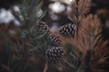 tilt shift photography of brown pinecones
