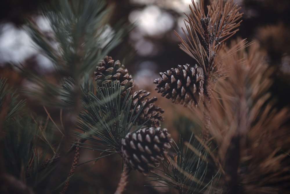 tilt shift photography of brown pinecones