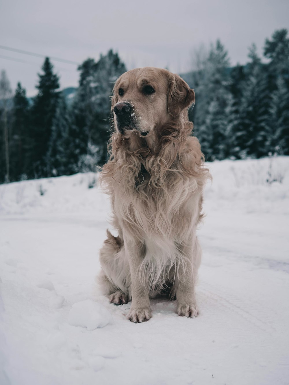 緑の木々のそばの雪の上に立つ茶色の犬
