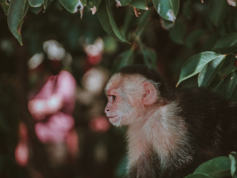 monkey under green leafed tree at night time