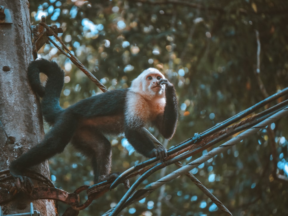 Monkey and a rope puzzle