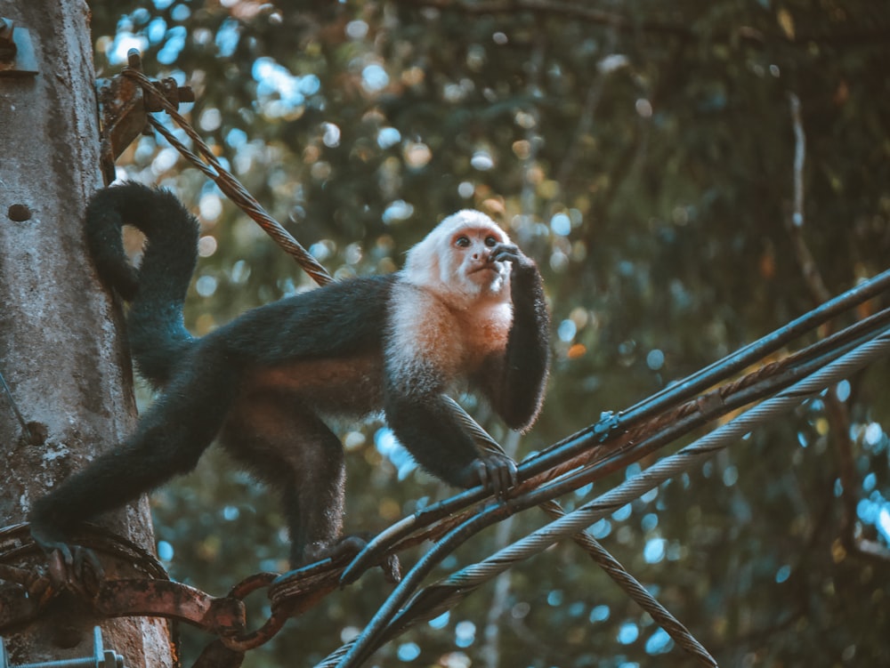 monkey walking on cables