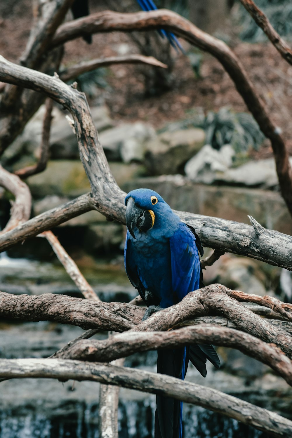 pássaro azul no galho da árvore