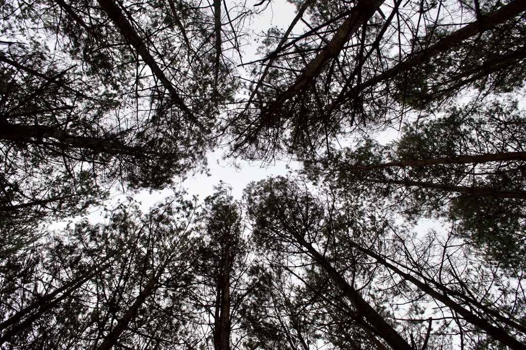 Forest photo spot West Sussex Richmond