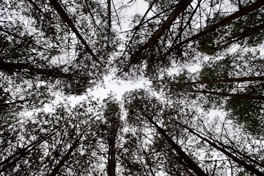 worm's eye view of tall trees in West Sussex United Kingdom