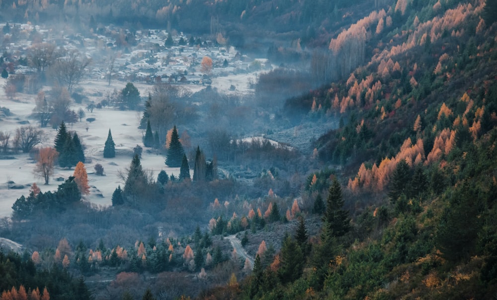 champ de pins verts sur la montagne