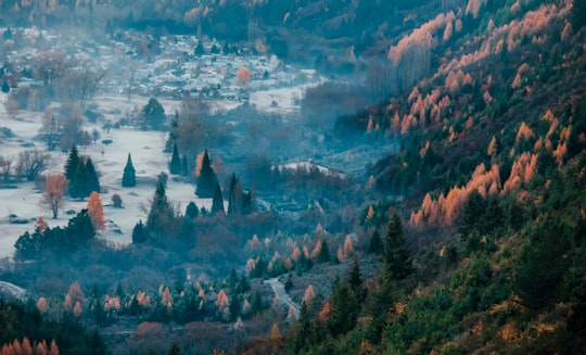 green pine trees field on mountain in Arrowtown New Zealand