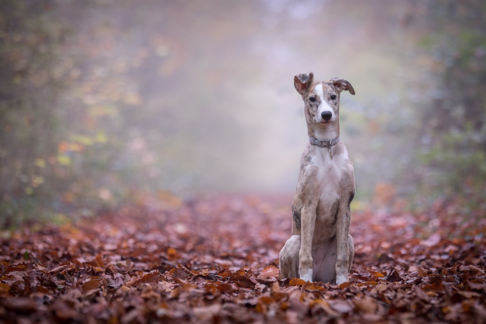 brown and white dog on brown ground