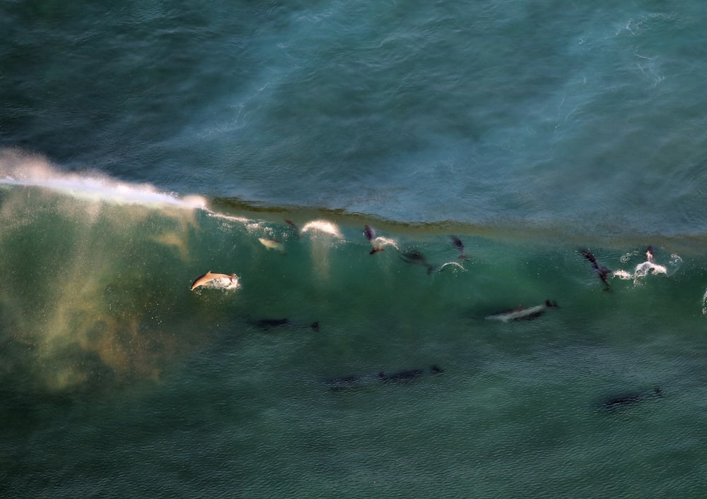 aerial view photo of body of water