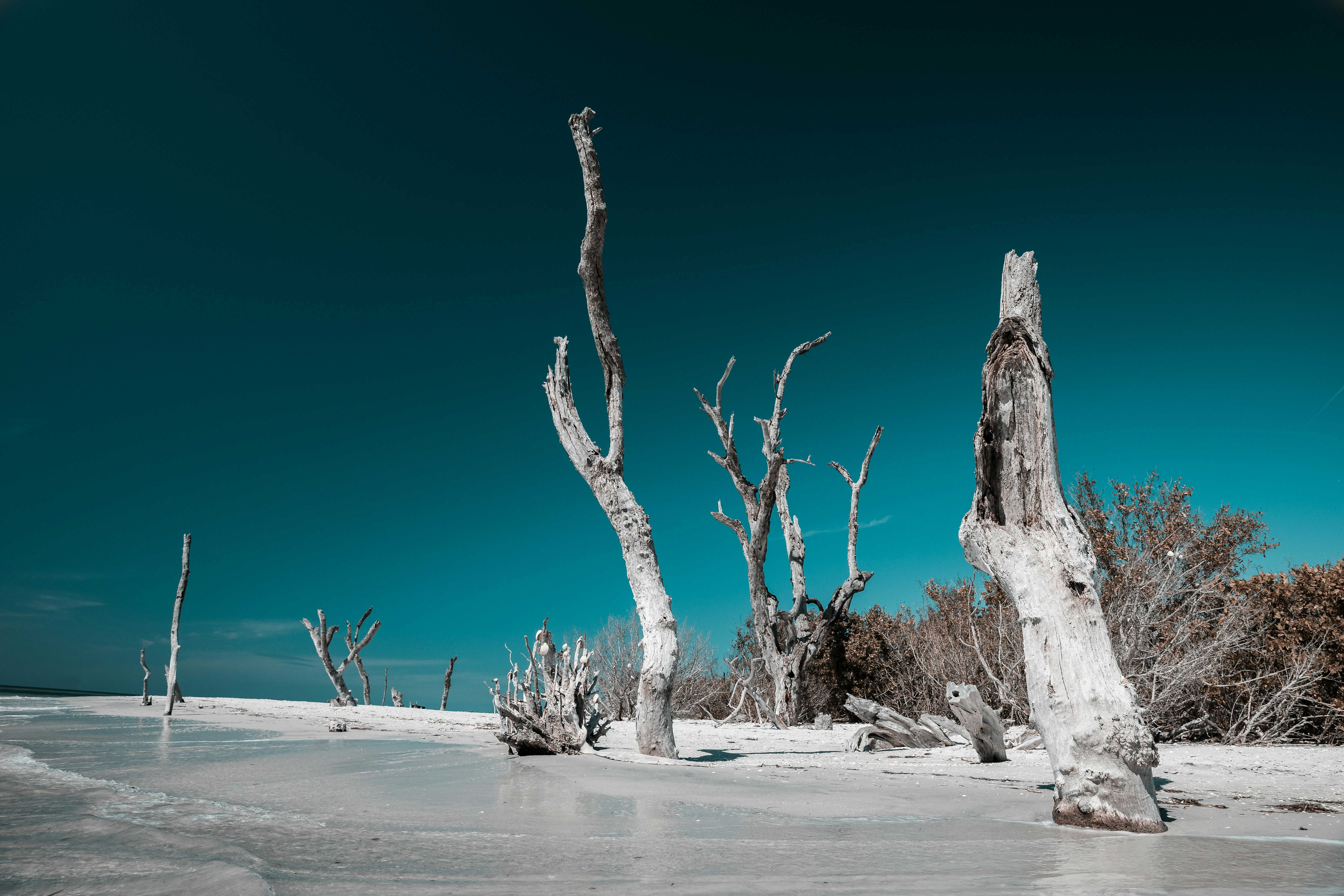 Canon EOS 5D Mark IV sample photo. Tree near sea shores photography