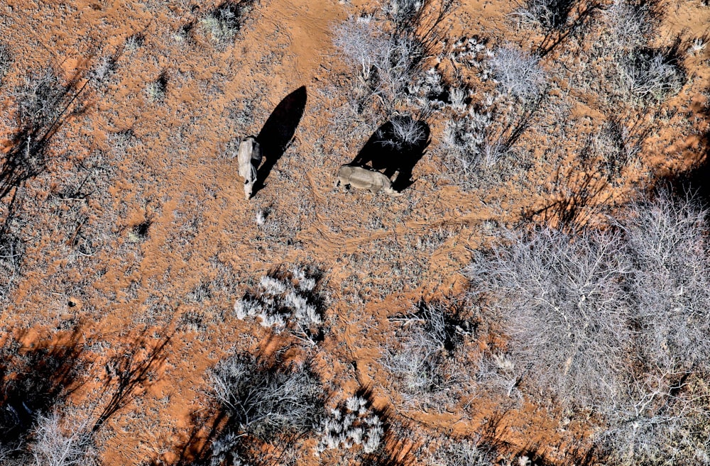 aerial photography of animals near tree at daytime