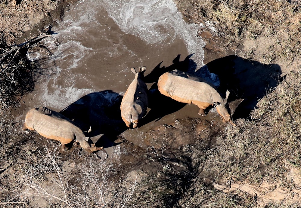 three hippotamos on open ground