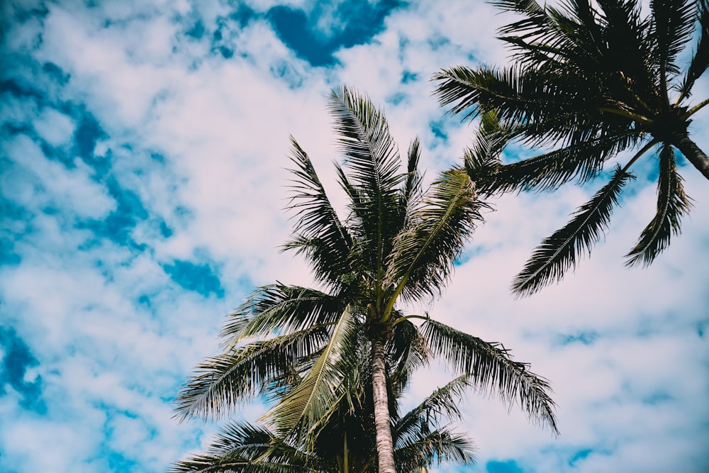 Photographie en contre-plongée de deux palmiers sous un ciel nuageux pendant la journée