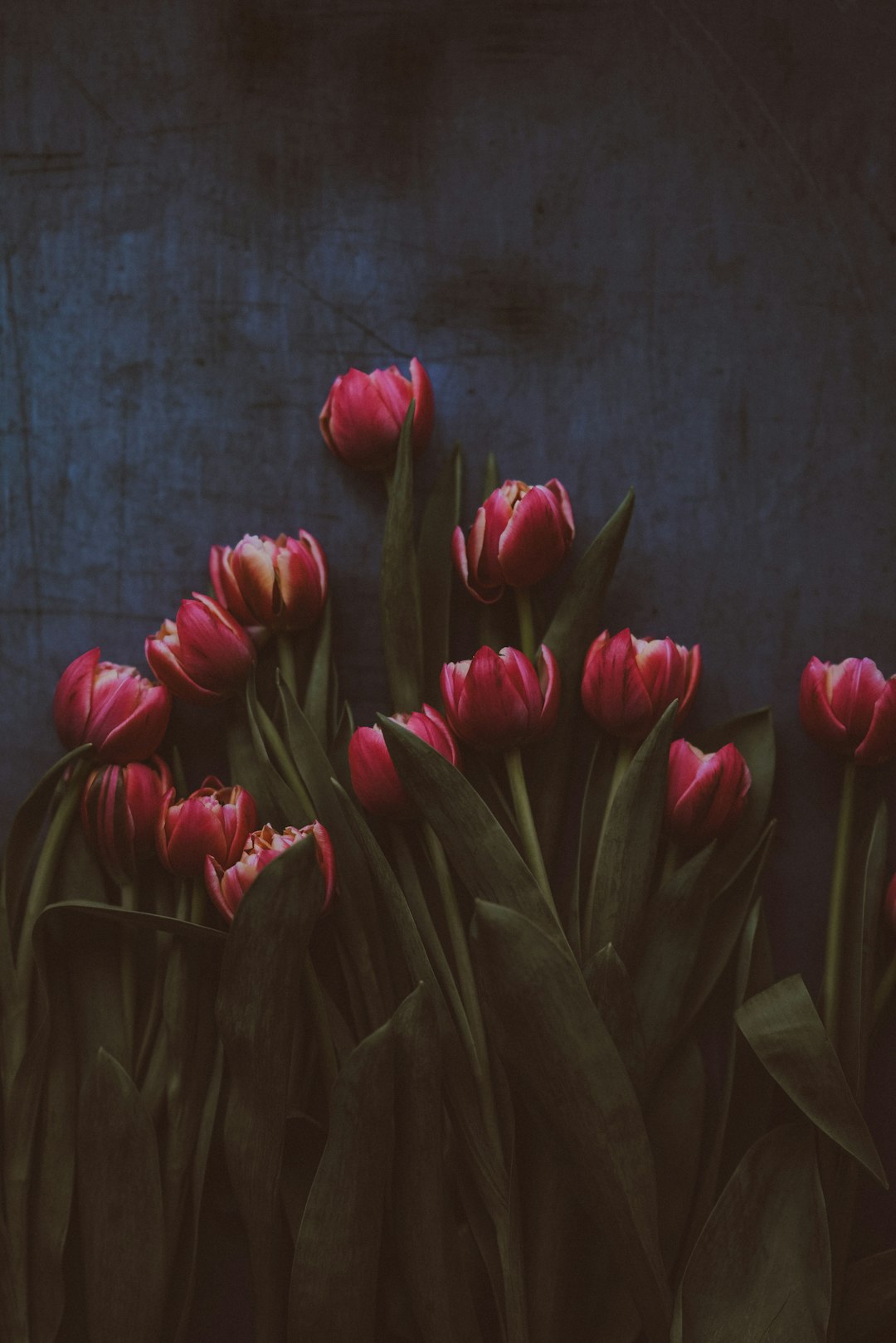 Tulips on dark background