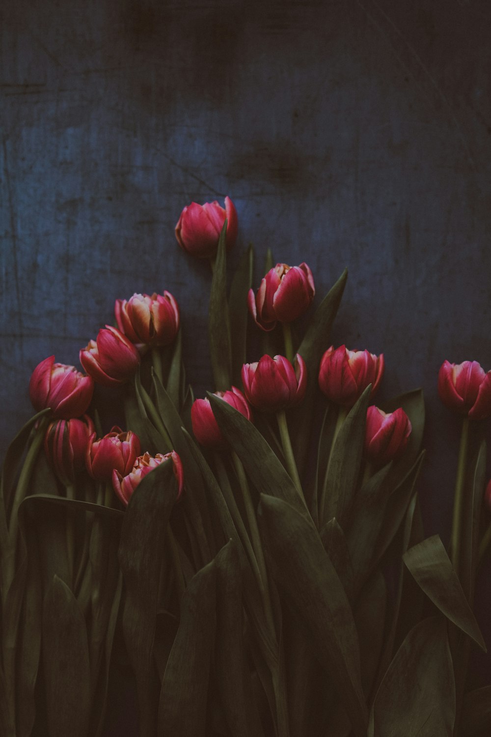 bunch of tulips flower on wooden surface