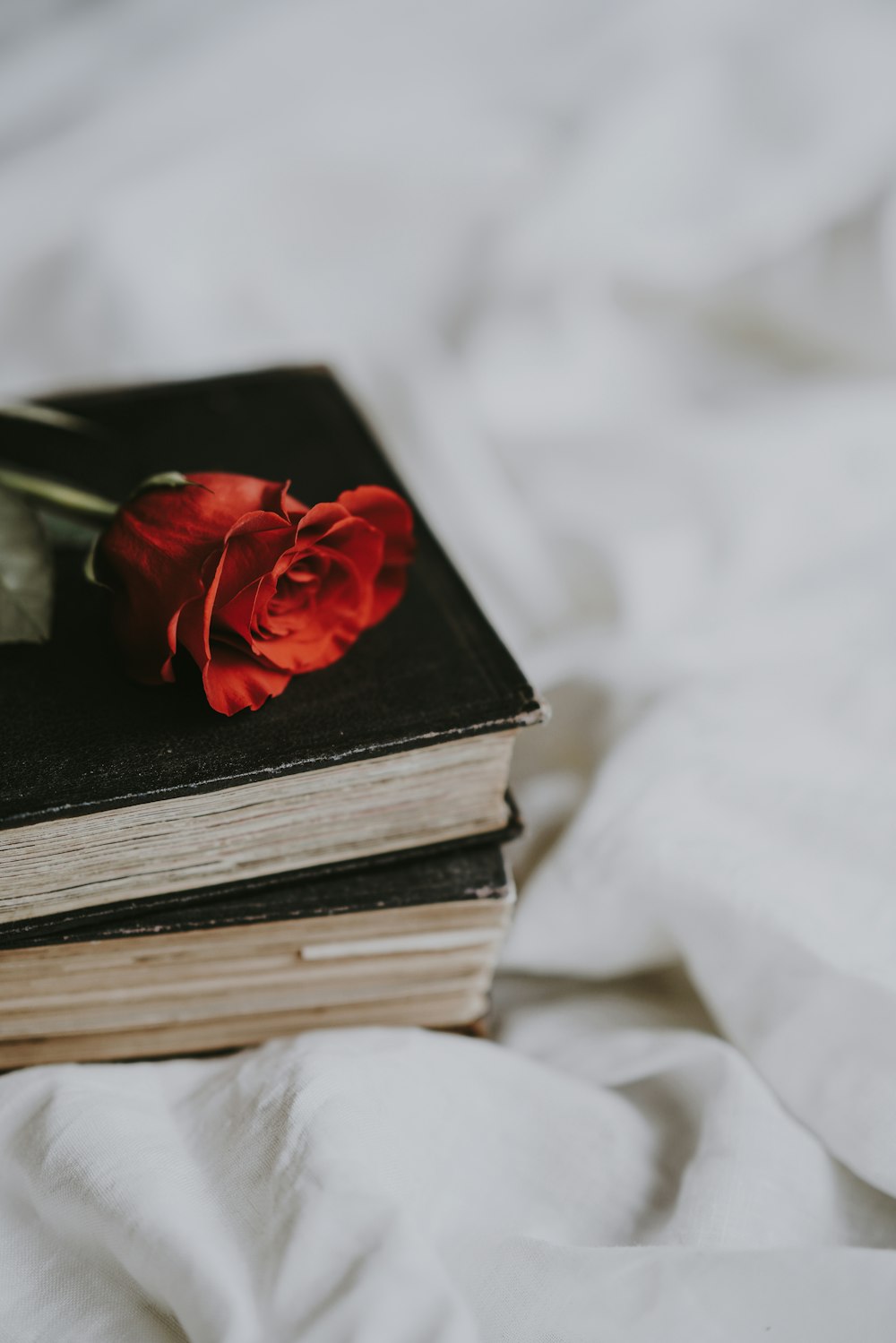 closeup photo of red rose on black book