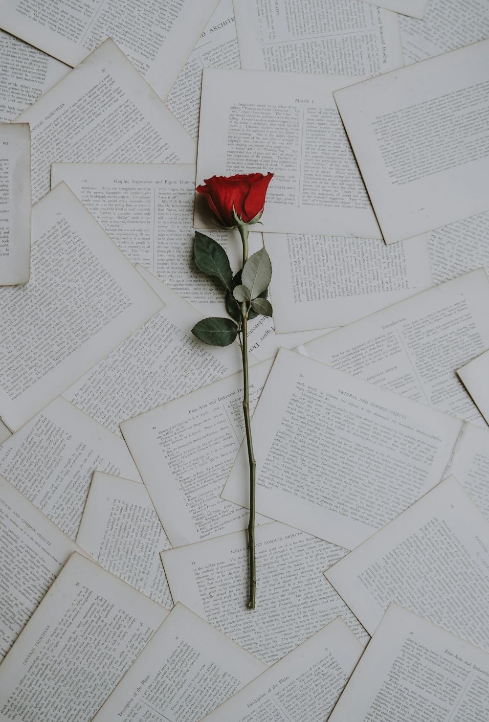 本のシートに赤いバラ