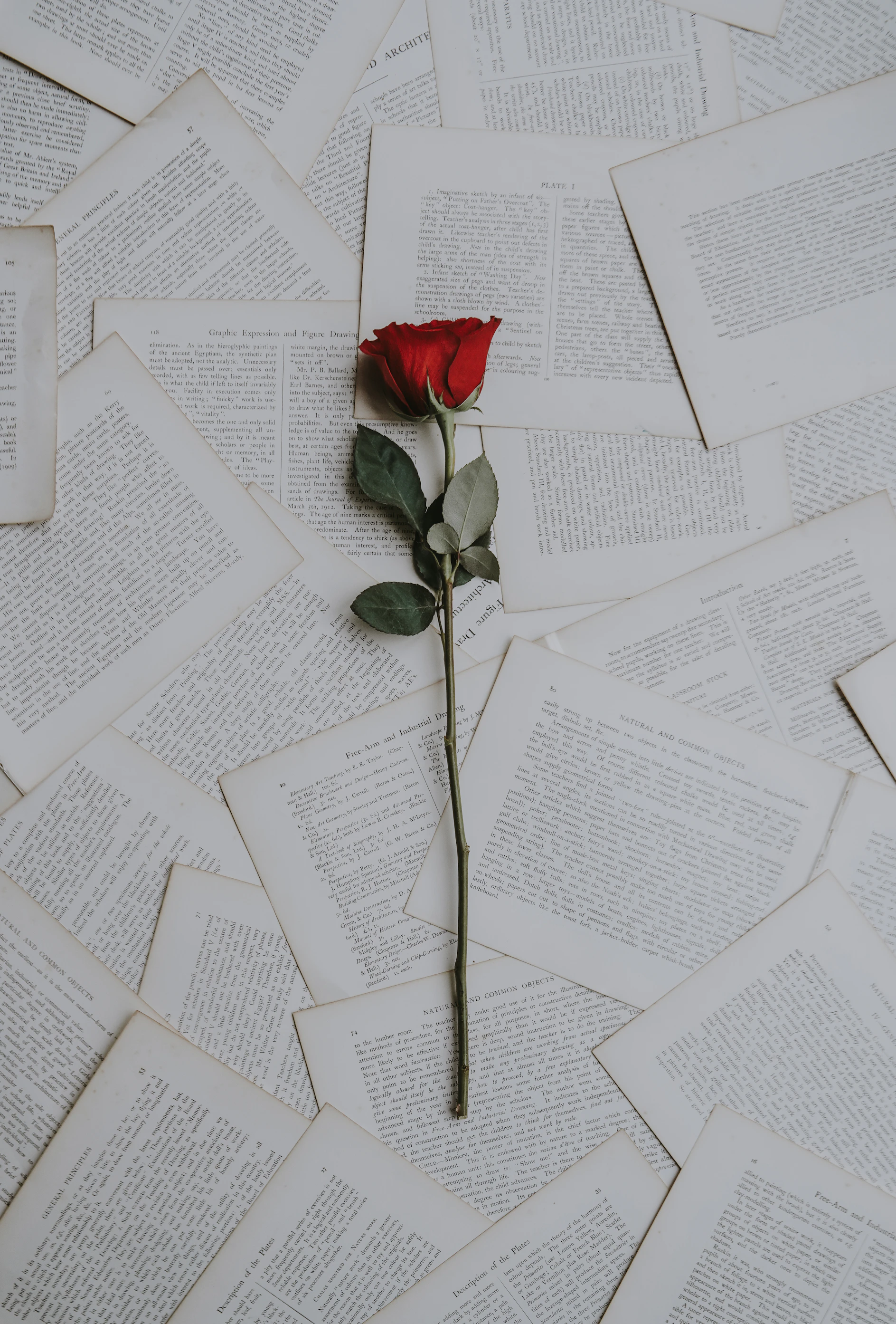 Close-up of a single red rose with detailed petals in soft light
