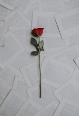 red rose on book sheets