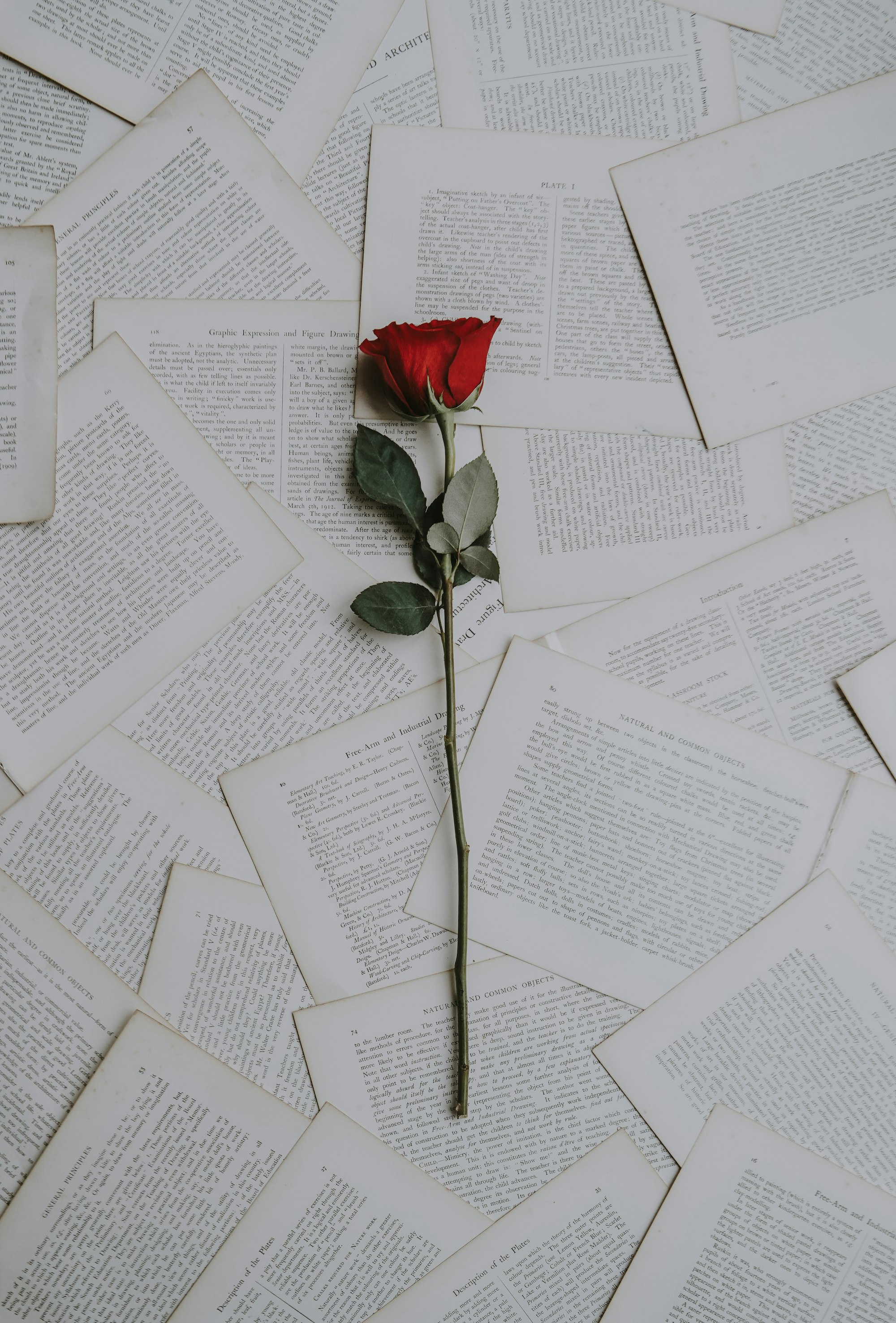 Single red rose on pages