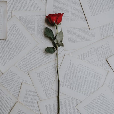 red rose on book sheets