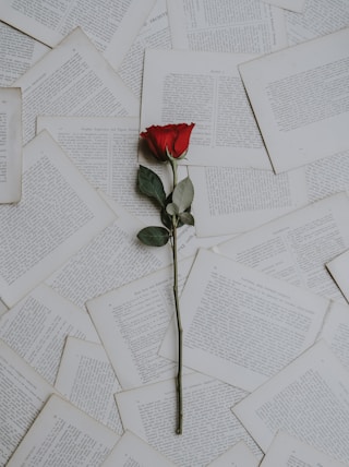 red rose on book sheets