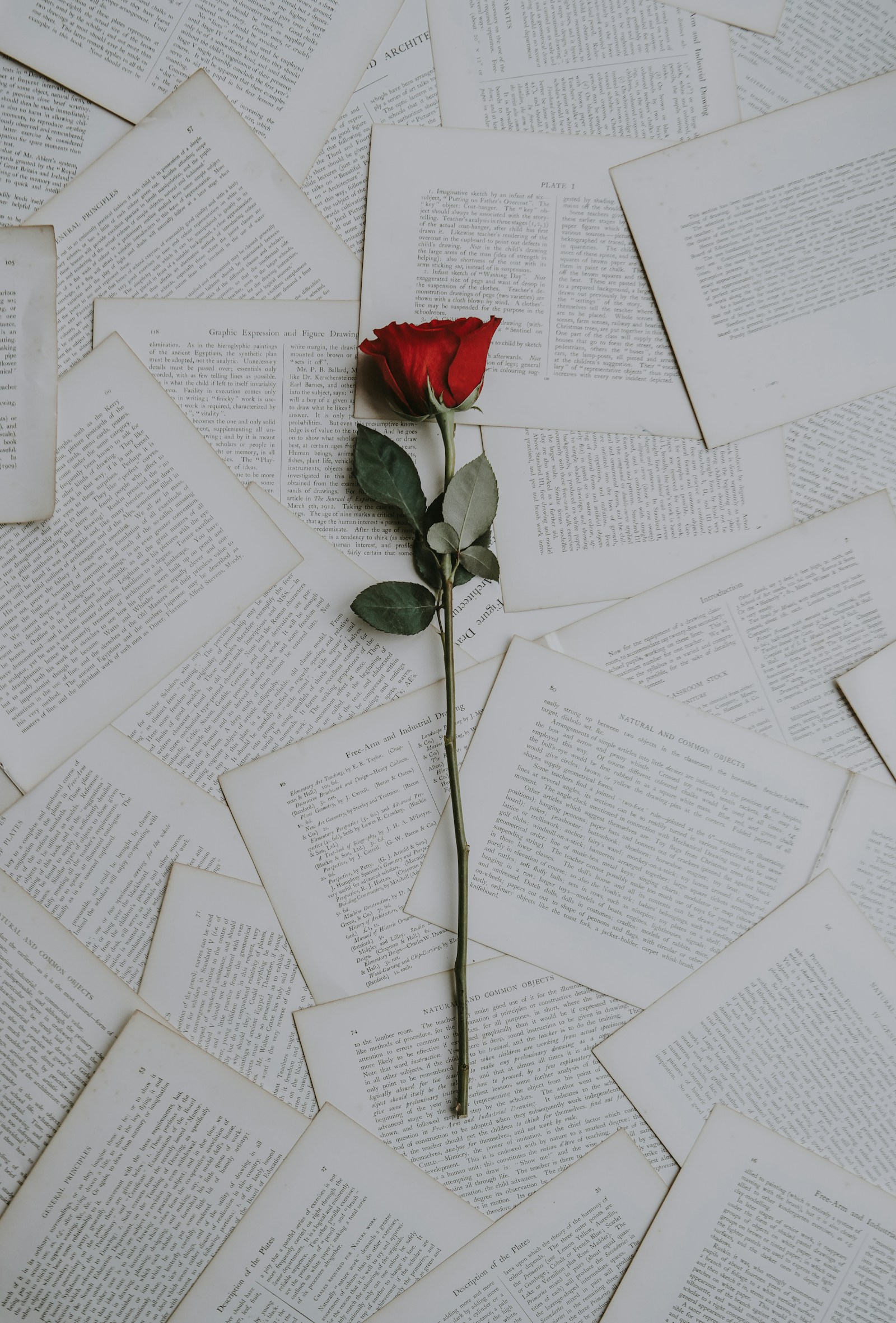 A stem laid on torn pages — late-night philosophy zine