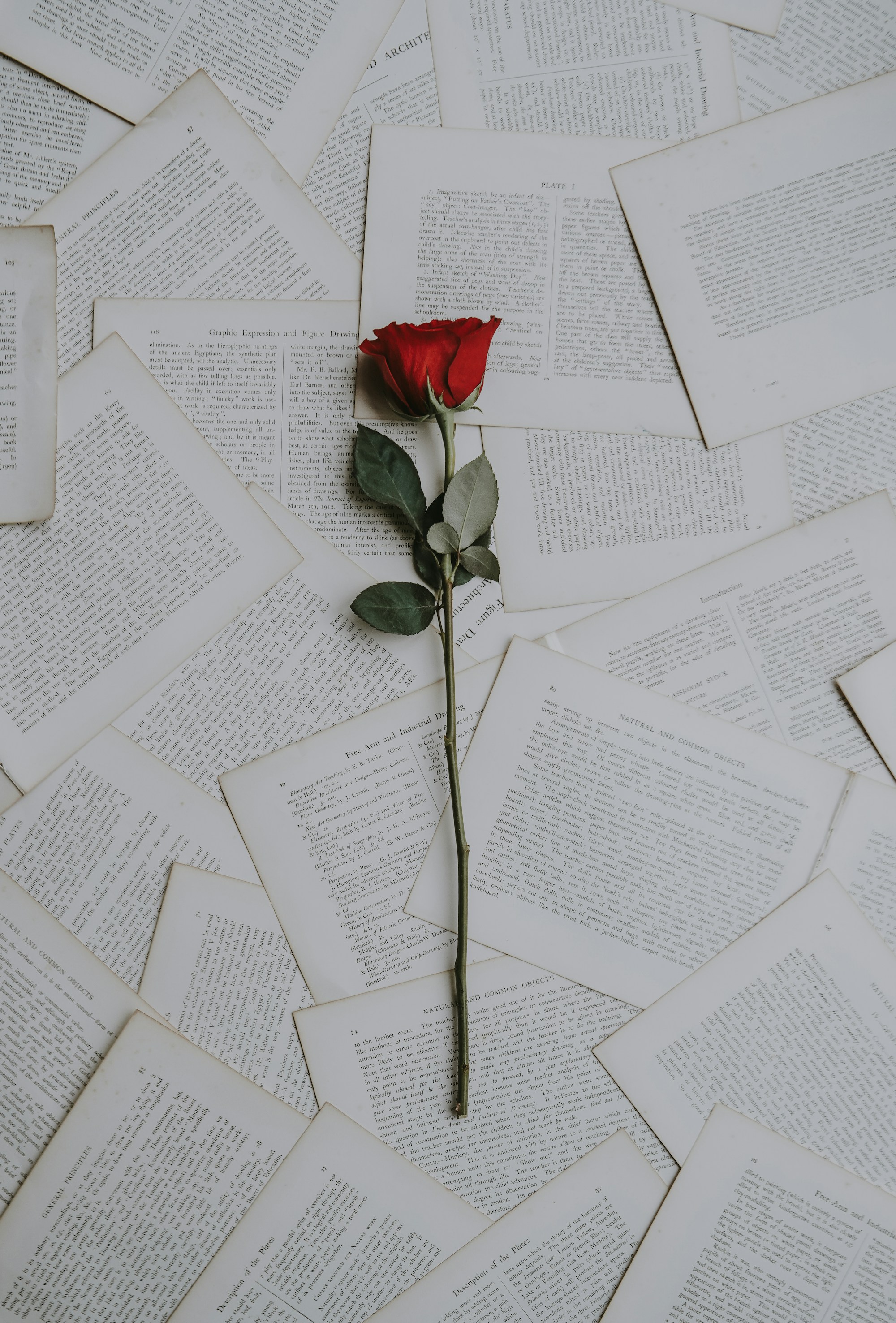 A stem laid across torn pages of a book