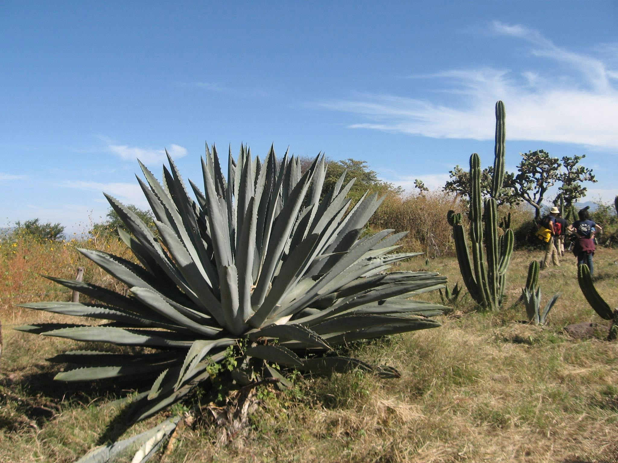 Tequila’s long lost relative, wild agave, and social empowerment