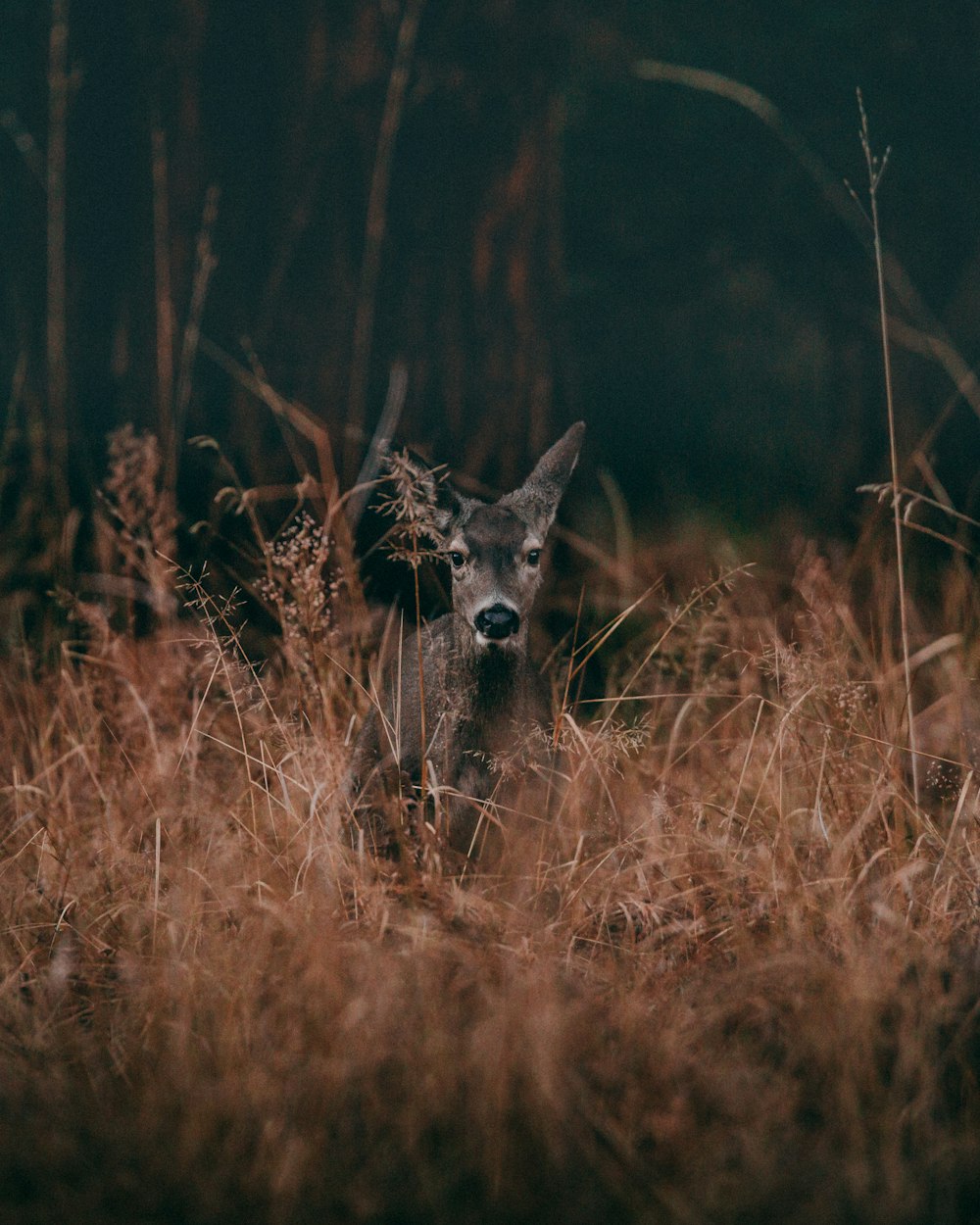 Photographie animalière de cerf gris entouré d’herbe