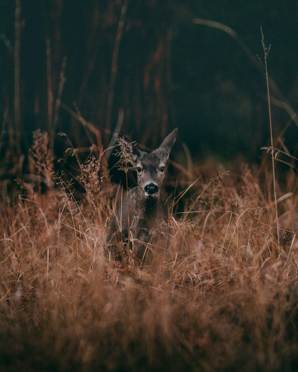 잔디로 둘러싸인 회색 사슴의 야생 동물 사진