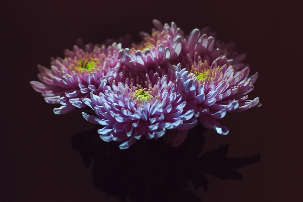 focus photo of purple and yellow petaled flower