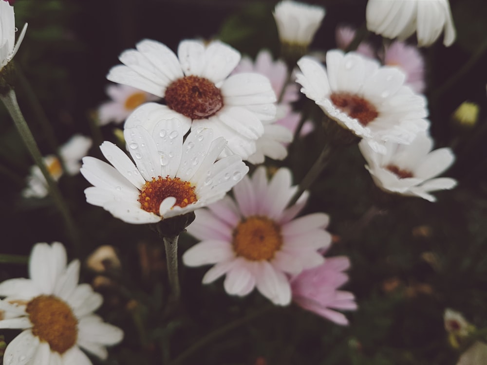 white flowers