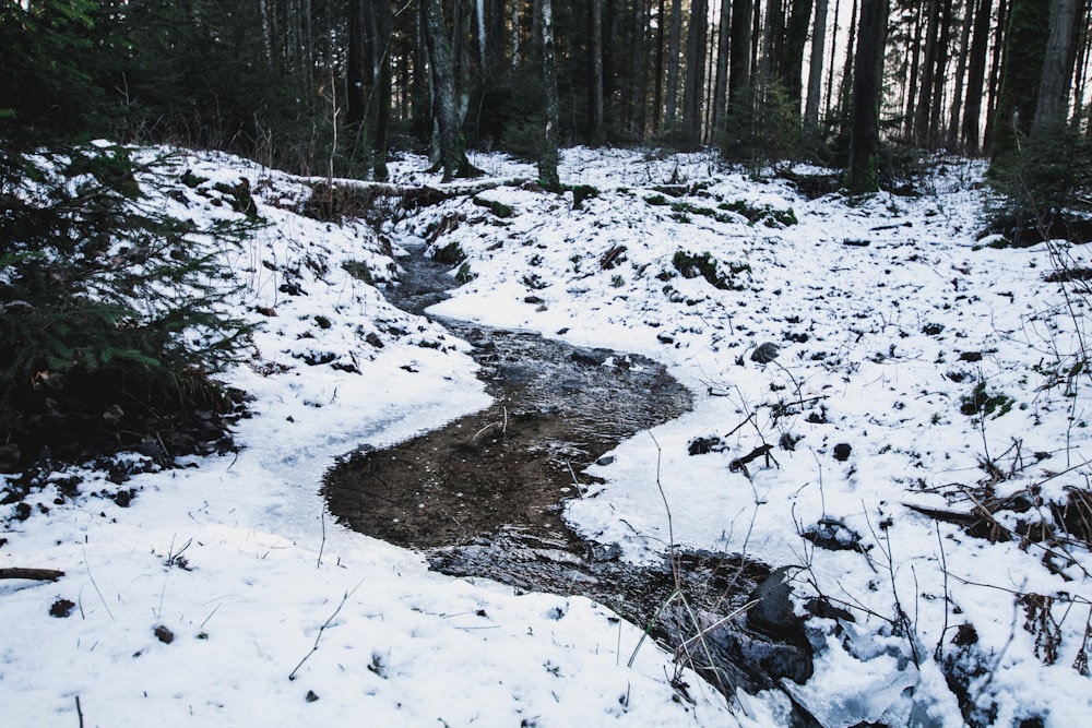 snow covered forest