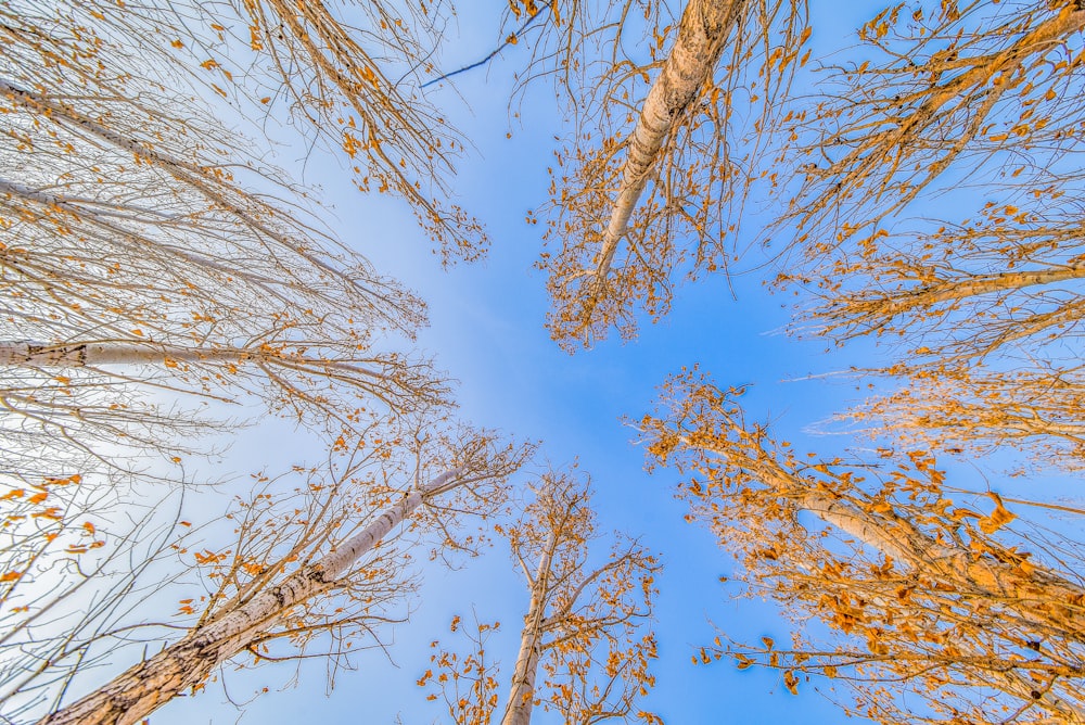 fotografia de baixo ângulo de árvores de folhas marrons sob o céu azul durante o dia