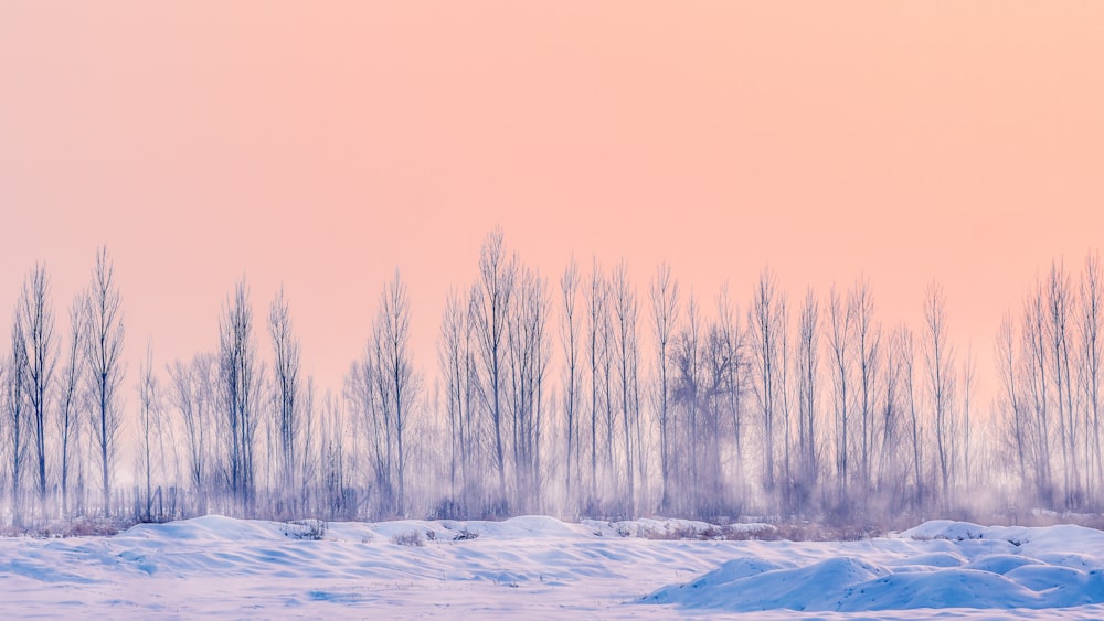 snowfield with dried trees