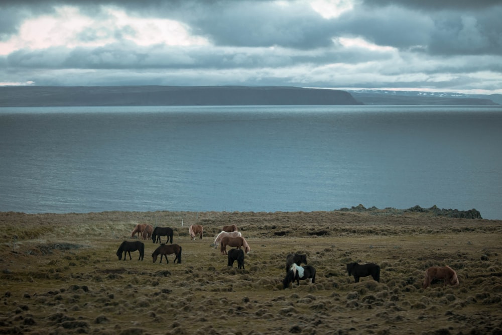 herd of horses on ground
