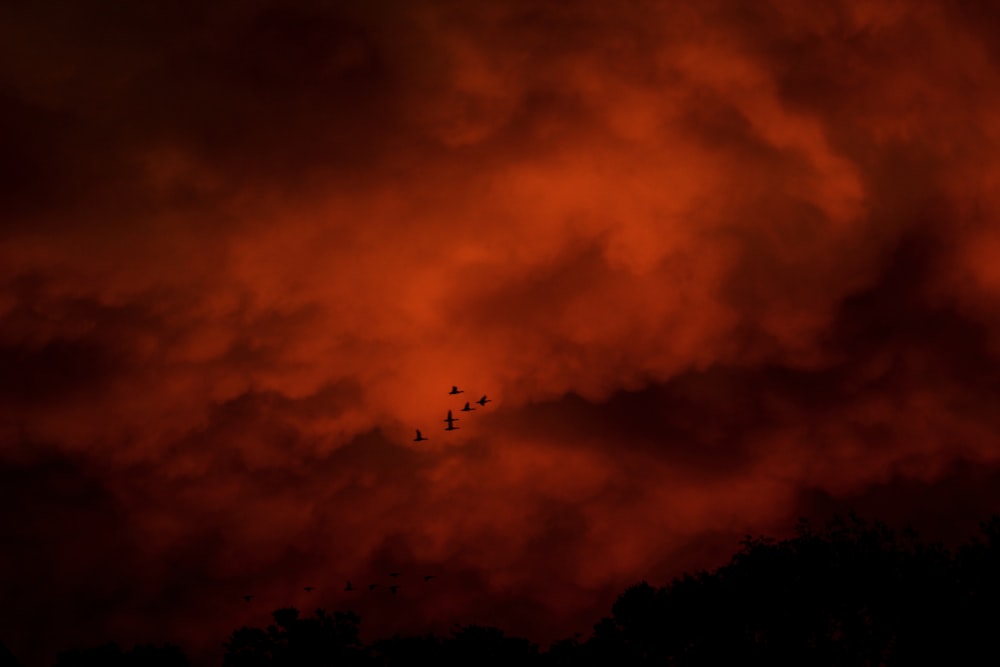 silhouette of birds flying under cloudy sky