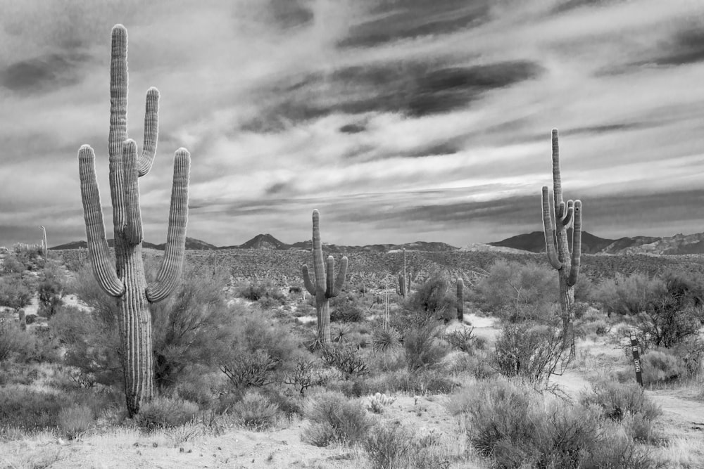 fotografia em tons de cinza de cactos