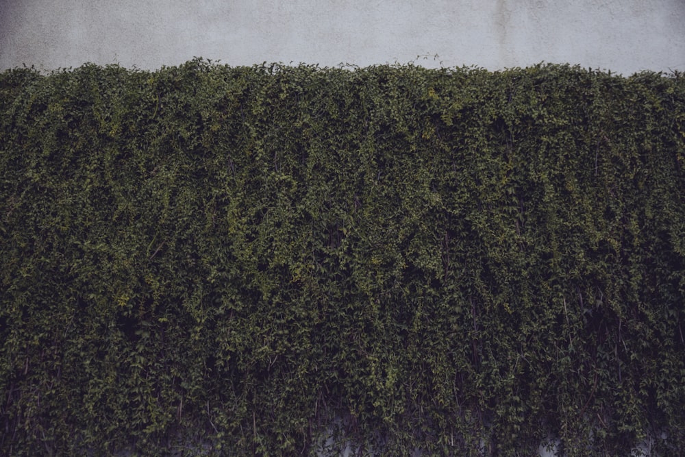 green plants on wall