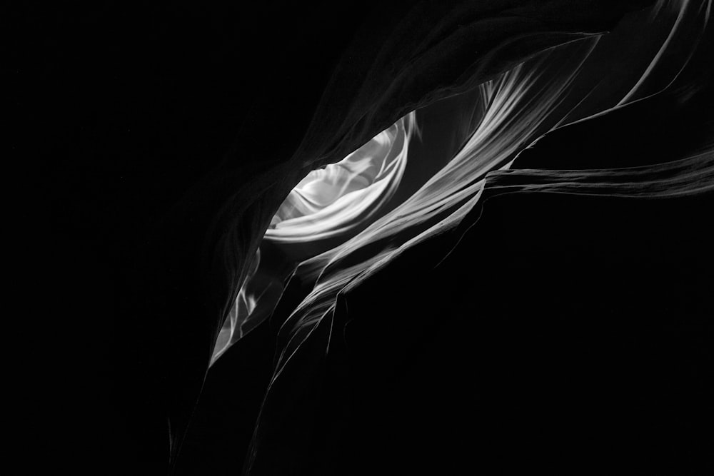 Una foto en blanco y negro de una hoja