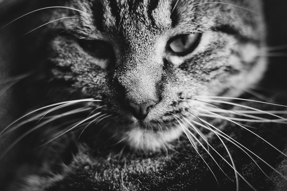 grayscale photo of tabby cat