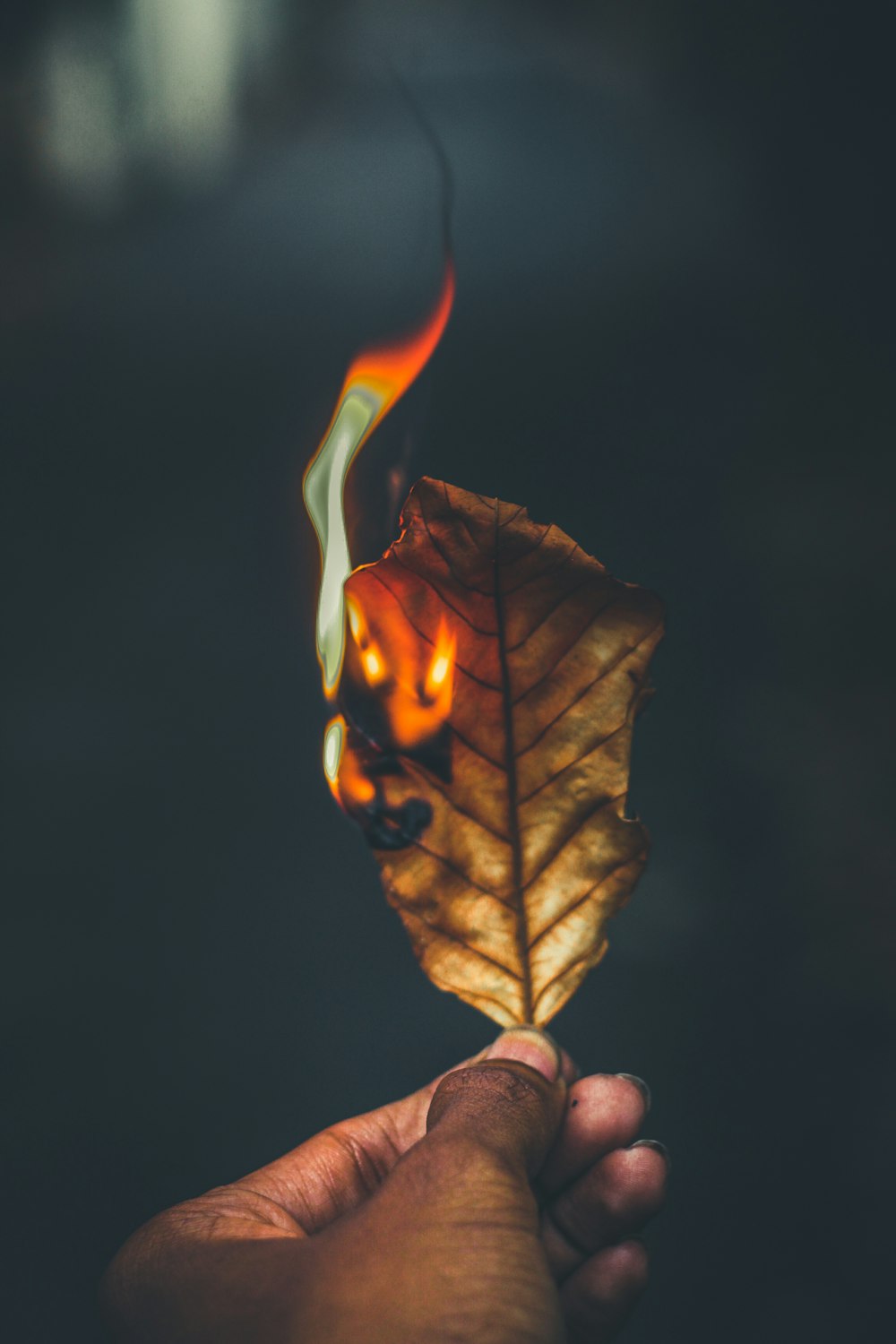 a hand holding a leaf with a flame coming out of it