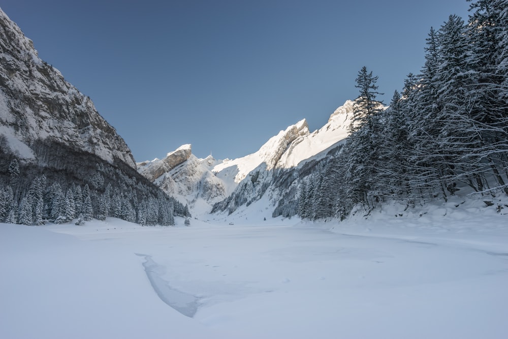 snow capped field between mountain and trees