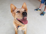 A happy dog playing in a foster home.