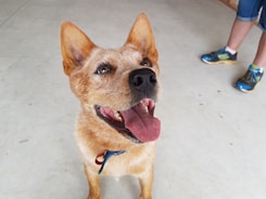 Happy dog playing in a bright, spacious indoor play area