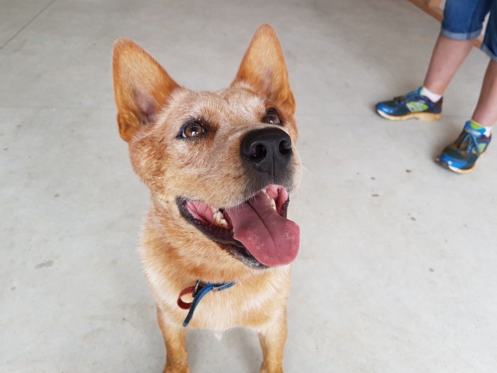 brown dog opening mouth beside person wearing running shoes