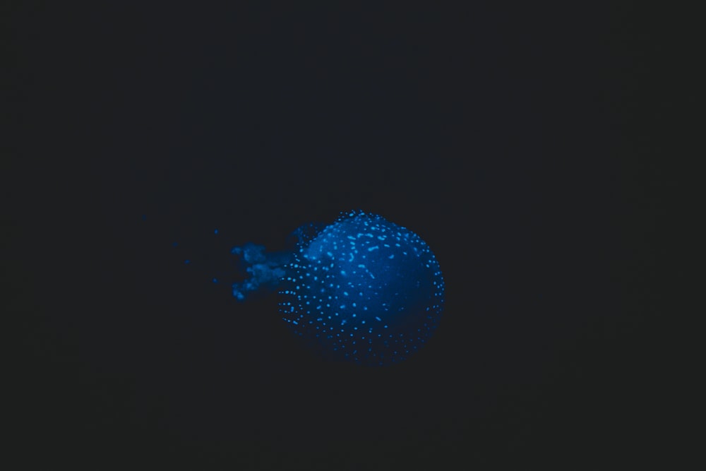 blue jellyfish on black background